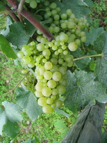  Champagne vendange 2006 Harvest - Chardonnay